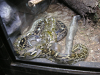 s_A_PICT0057_thumb.png